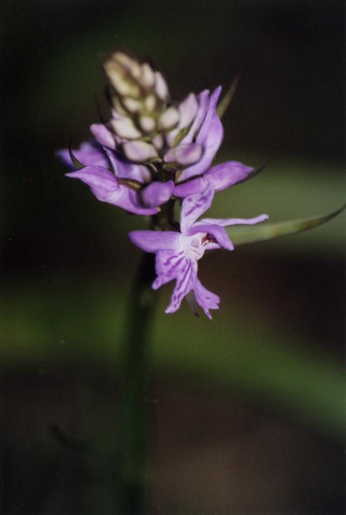 Dactylorhiza, Himantoglossum, Ophrys, Orchis